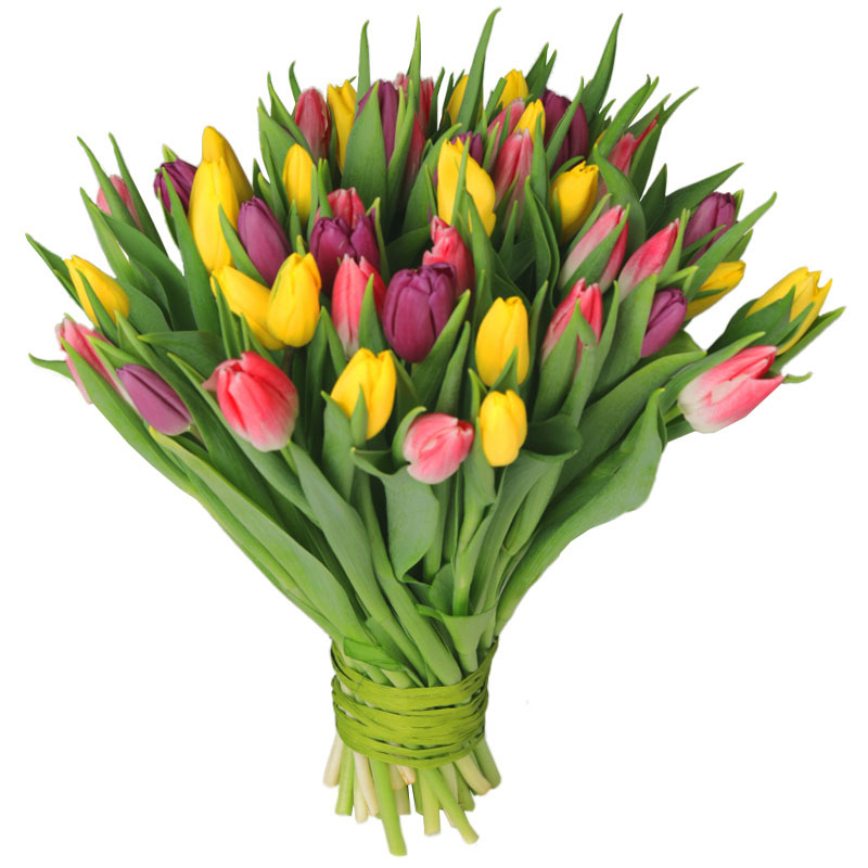 Poczta i kwiatowa Warszawa Kolorowe tulipany od 25 do 75 sztuk