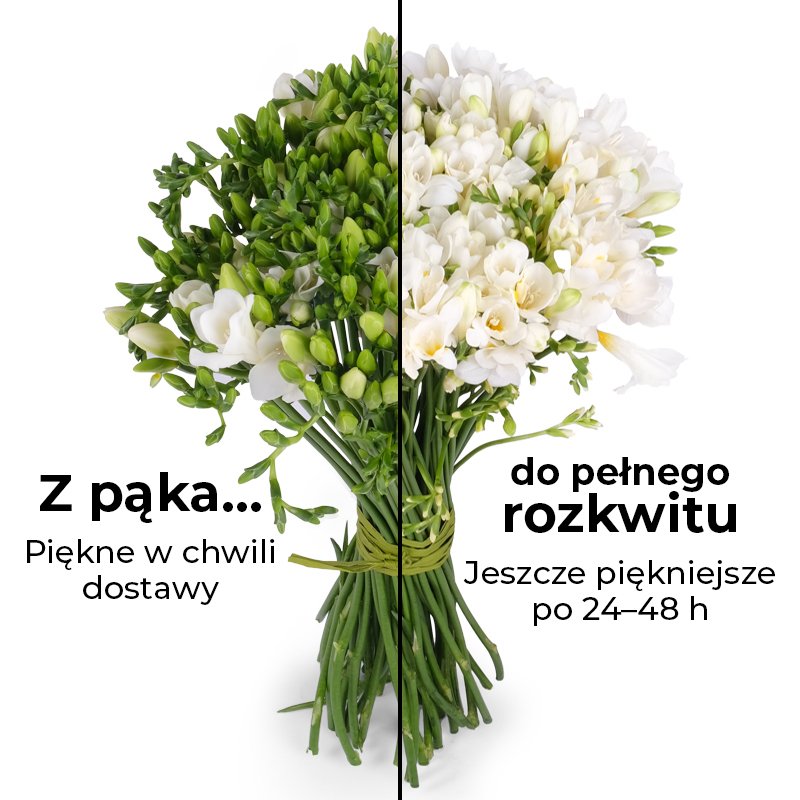 Poczta i kwiatowa Warszawa Białe frezje