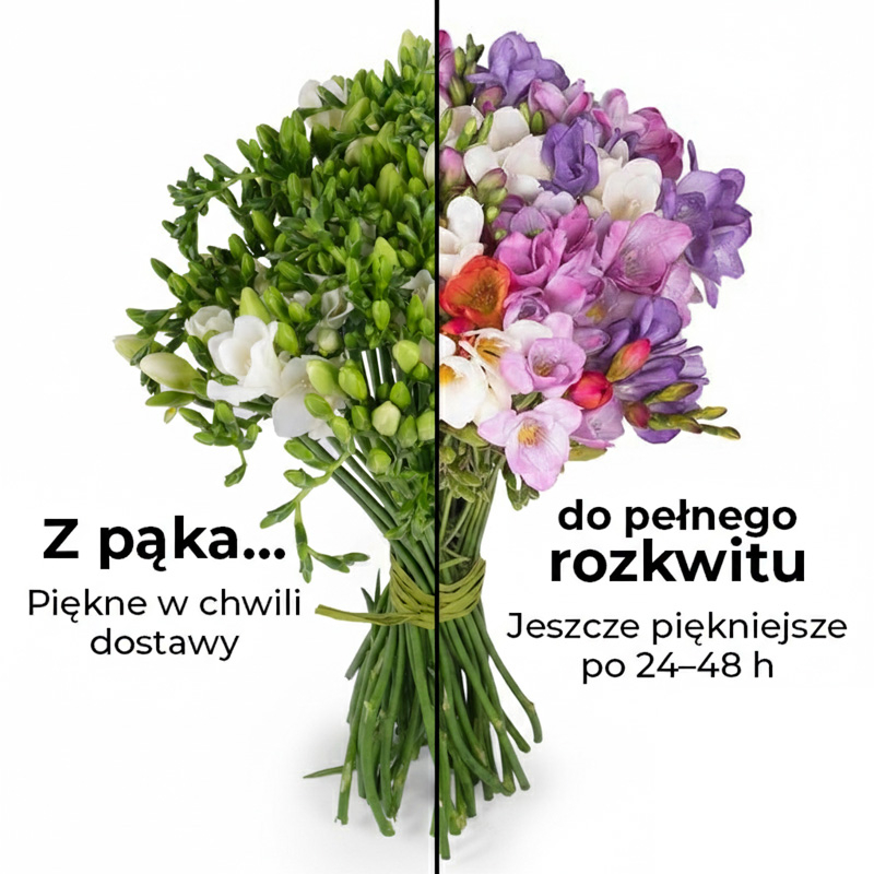 Poczta i kwiatowa Warszawa Bukiet frezje